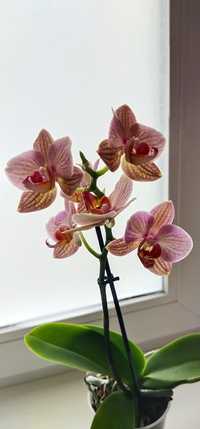Мультіфлора, орхідея