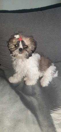 Suczka rasy Shih tzu