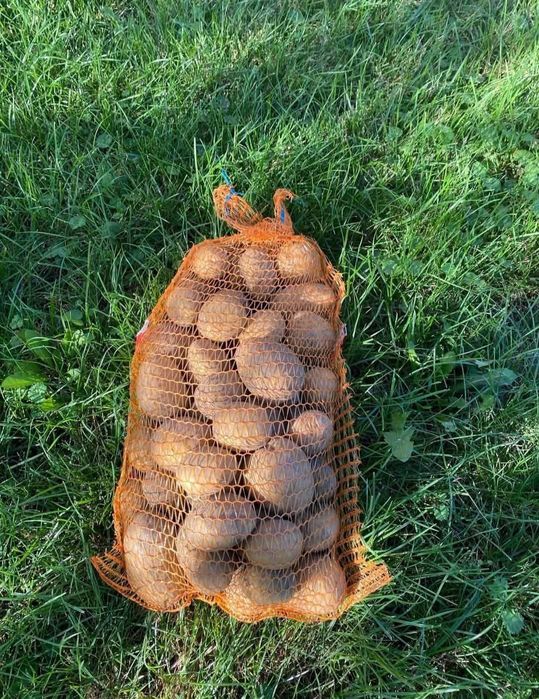 Ziemniaki jadalne odmiany Soraya