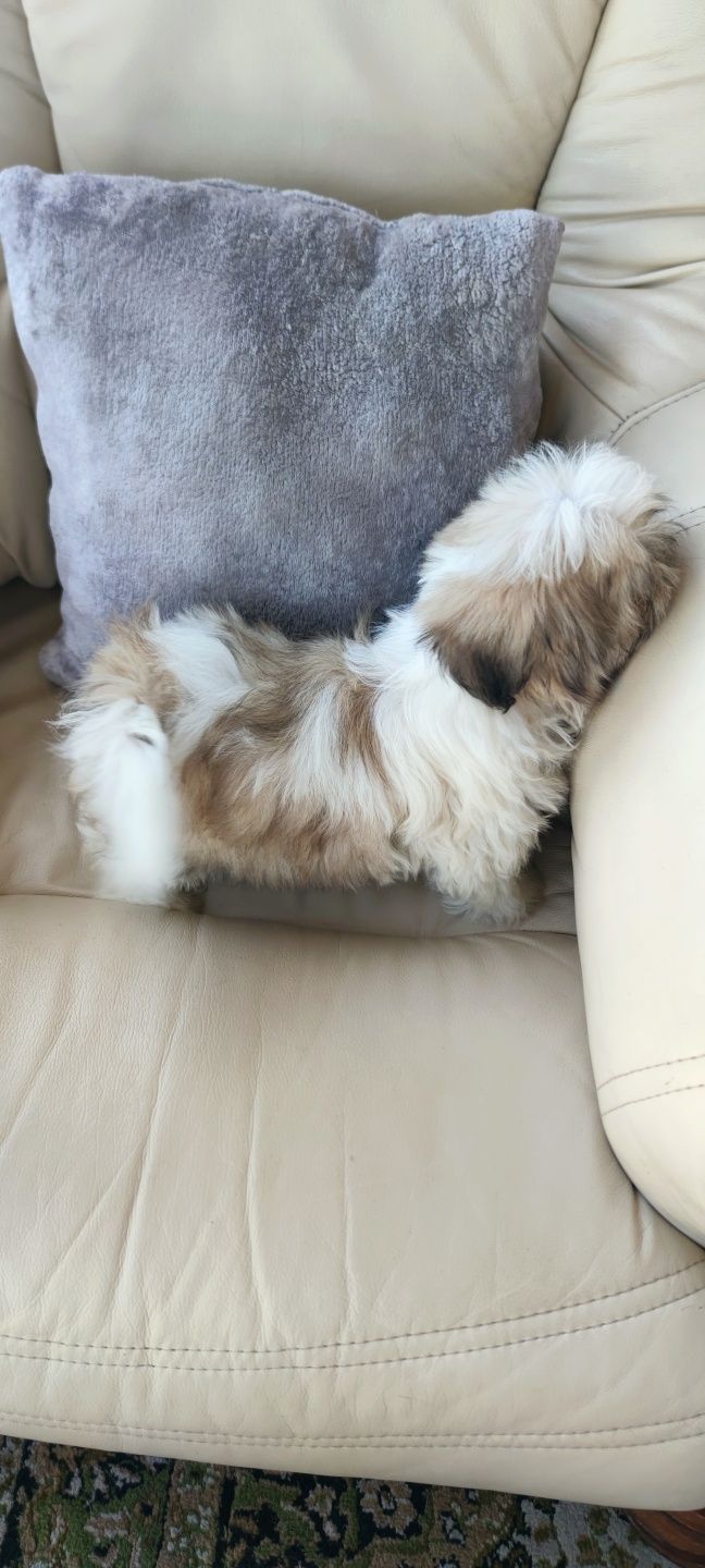 Shih-tzu macho (castanho e branco)