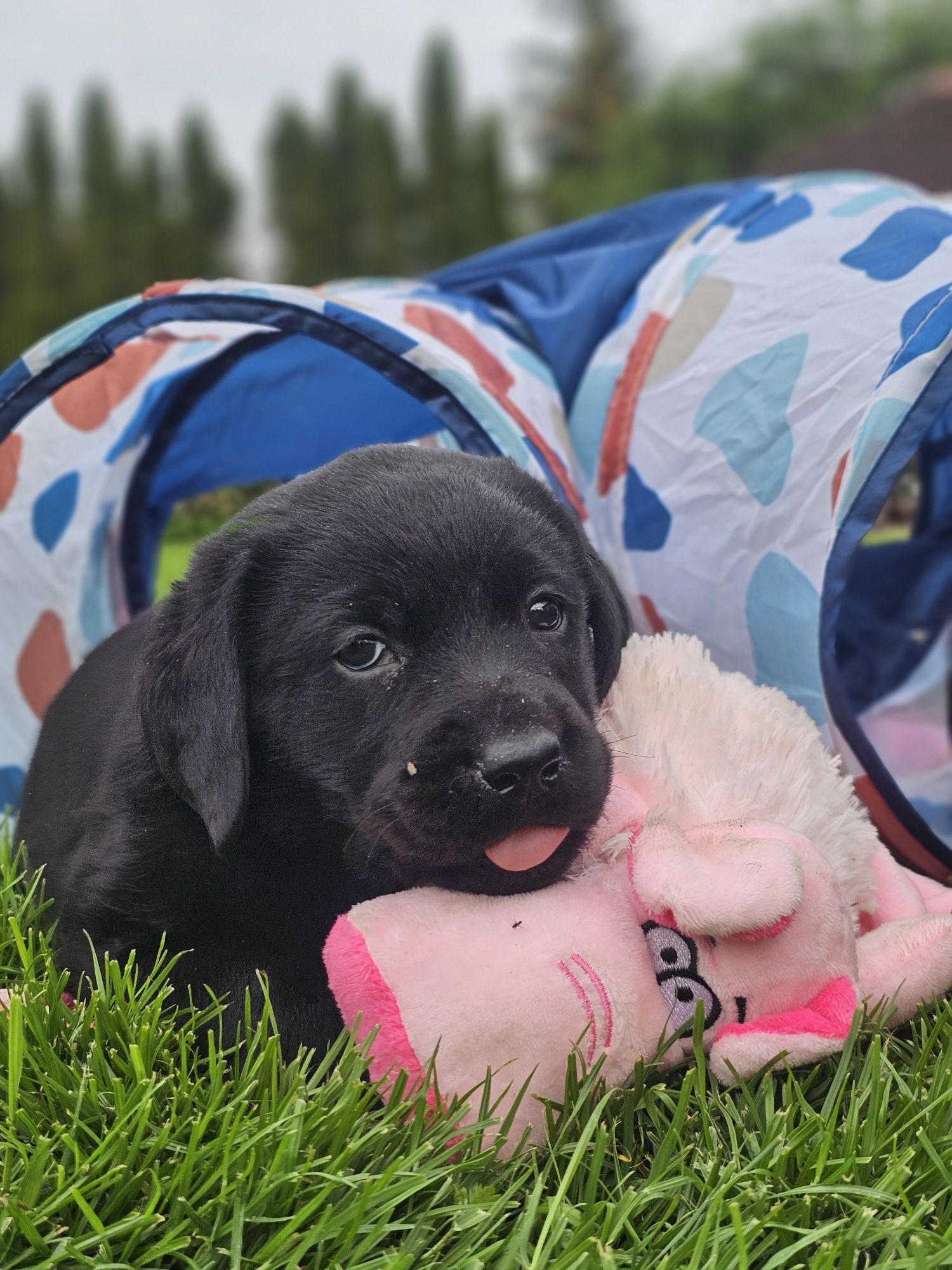 Labrador Retriever czarny pies