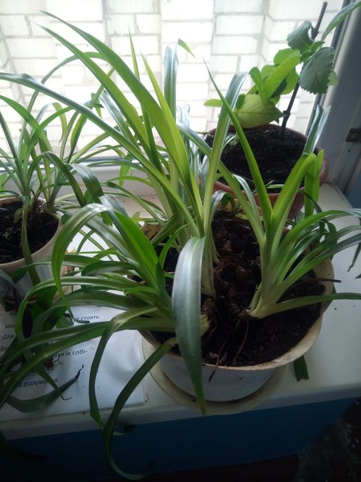 Продам квіти, витримують тиждень без поливу,холод і тд