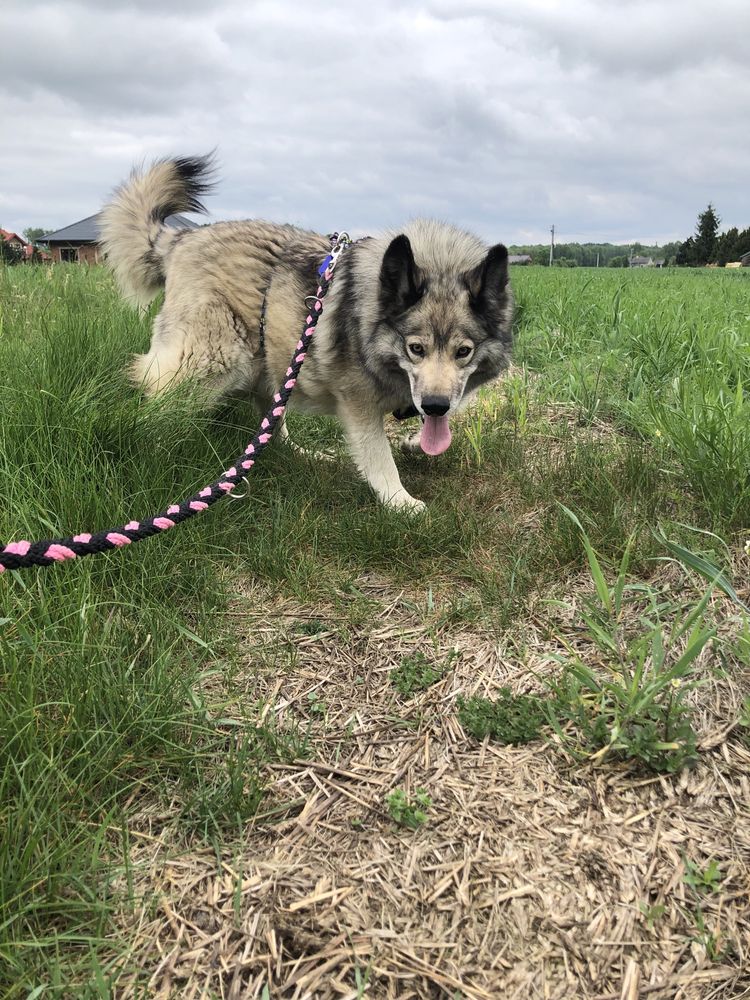 Łagodny i wesoły w typ husky do adopcji