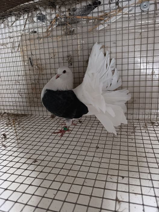 Gołębie Pawiki boki czarne