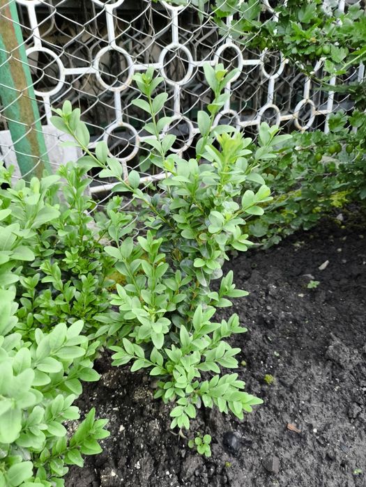 Самшит,      бушпан