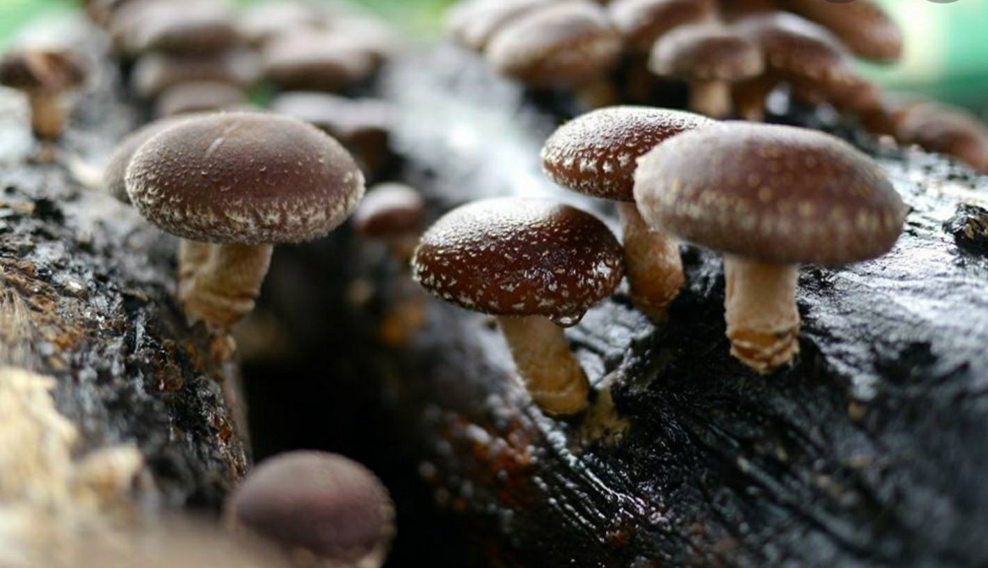 Cogumelos Shitake - Cogumelos Shiitake