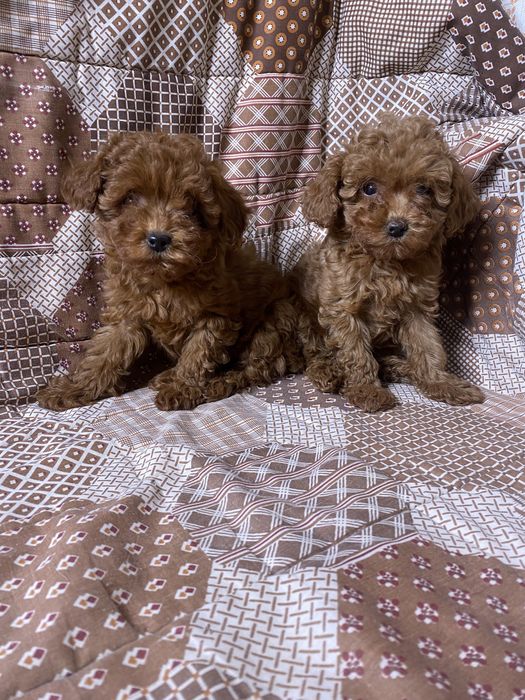 Той пудель Китай