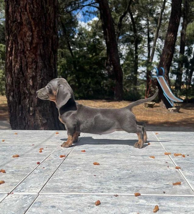 Teckel blue disponível