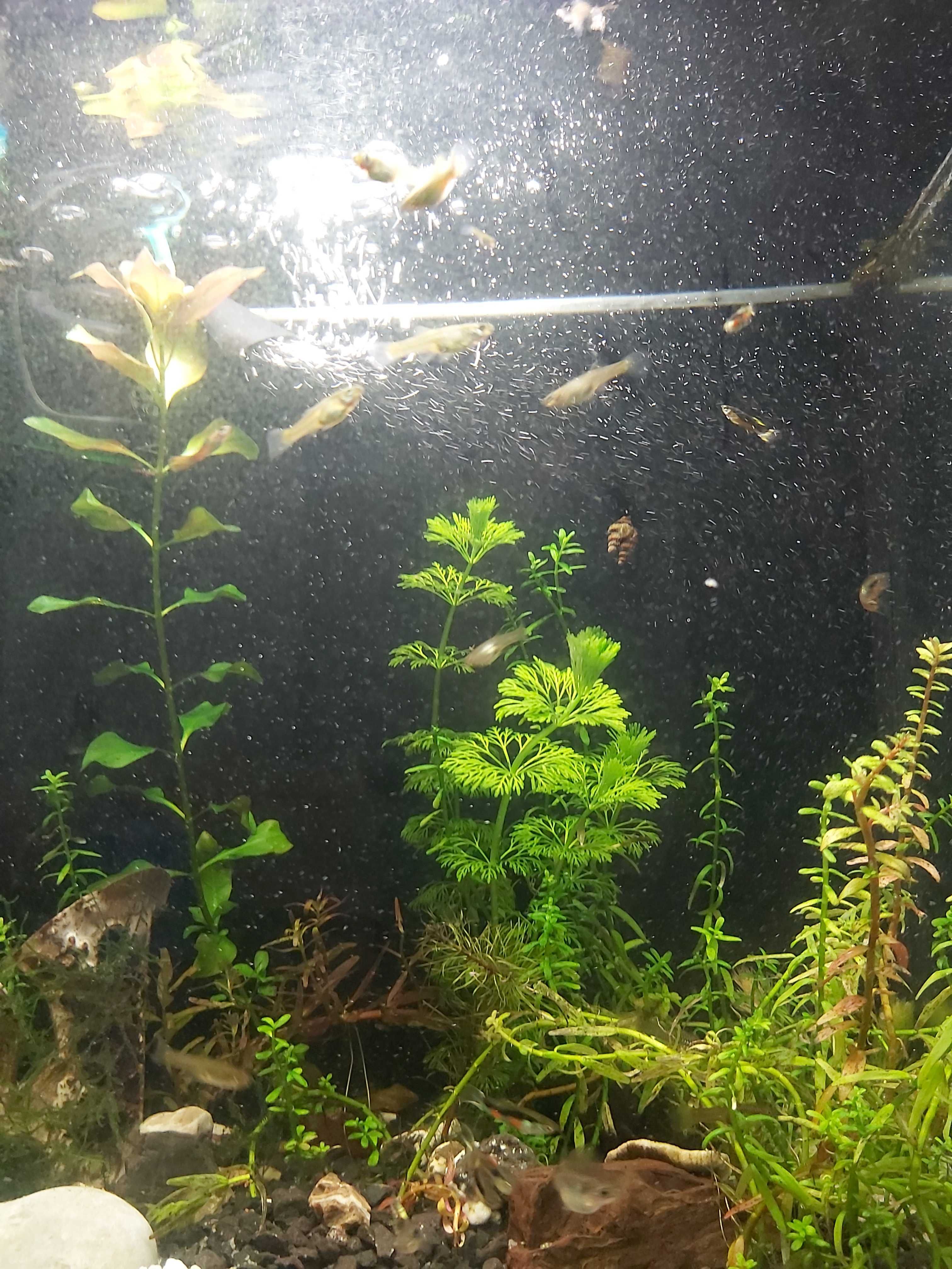 Akwarium Tetra 30l. z życiem