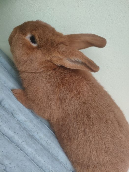 Królik Nowozelandzki czerwony samiec