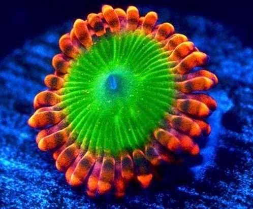 koral Zoanthus Oompa Loompa