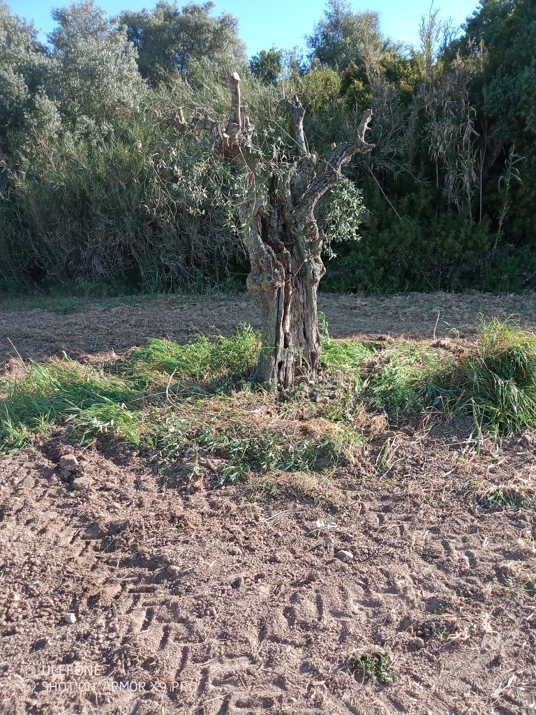 Oliveiras centenarias