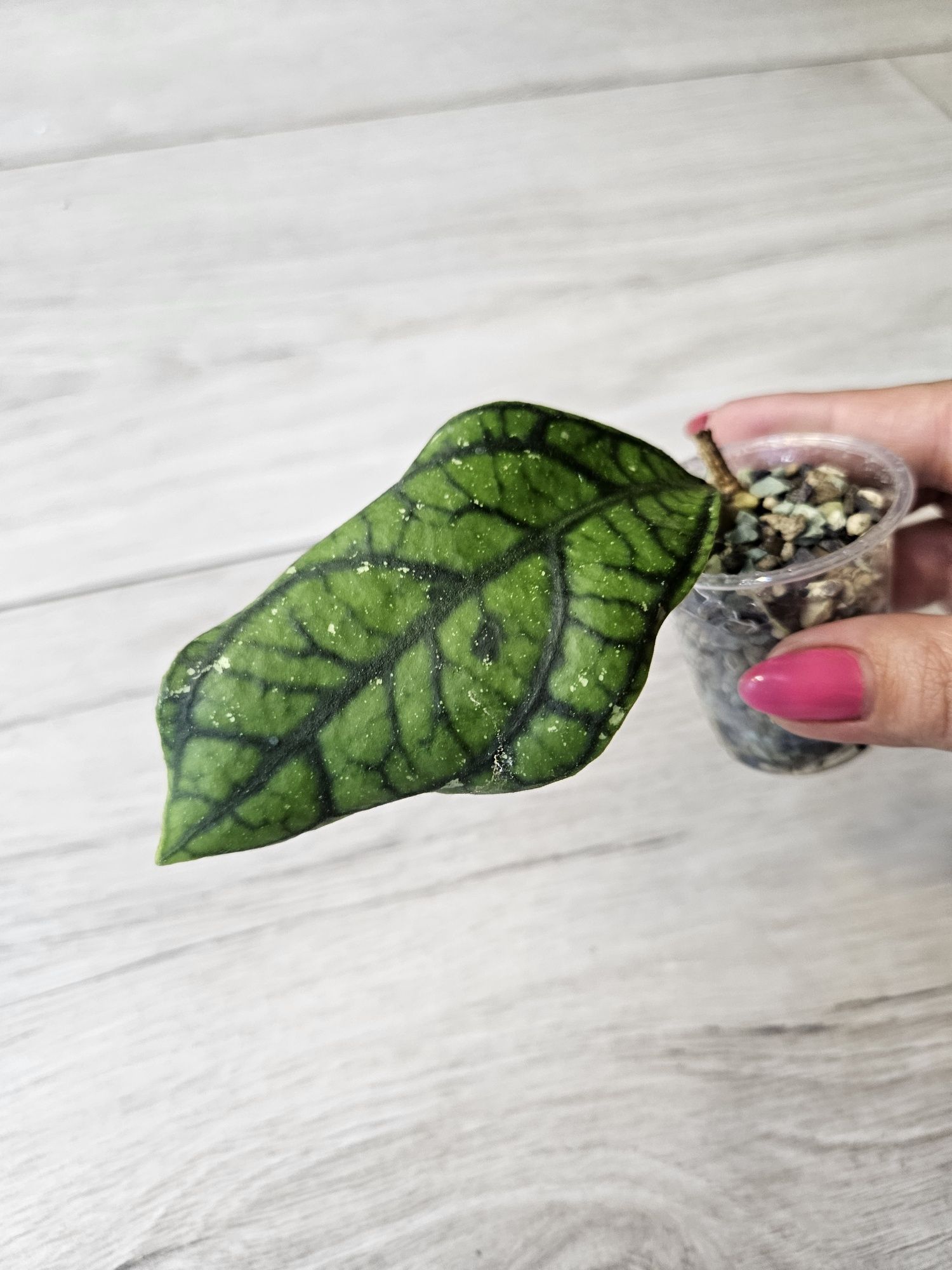 Hoya callistophylla Vena