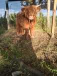 Byk rasy Highland Cattle - sprzedam