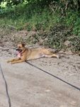 Tinka ok 4 let.wyjątkowa sunia wyrwana z Sobolewa czeka na dom Wiola P