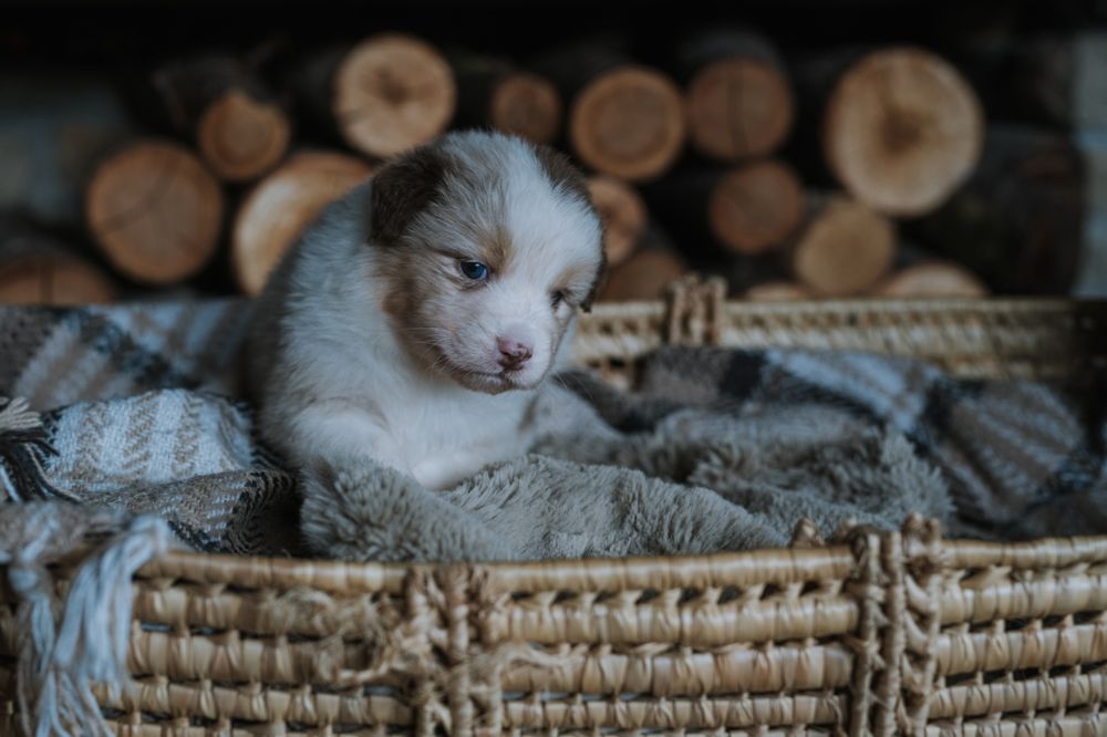 Owczarek australijski typ amerykański