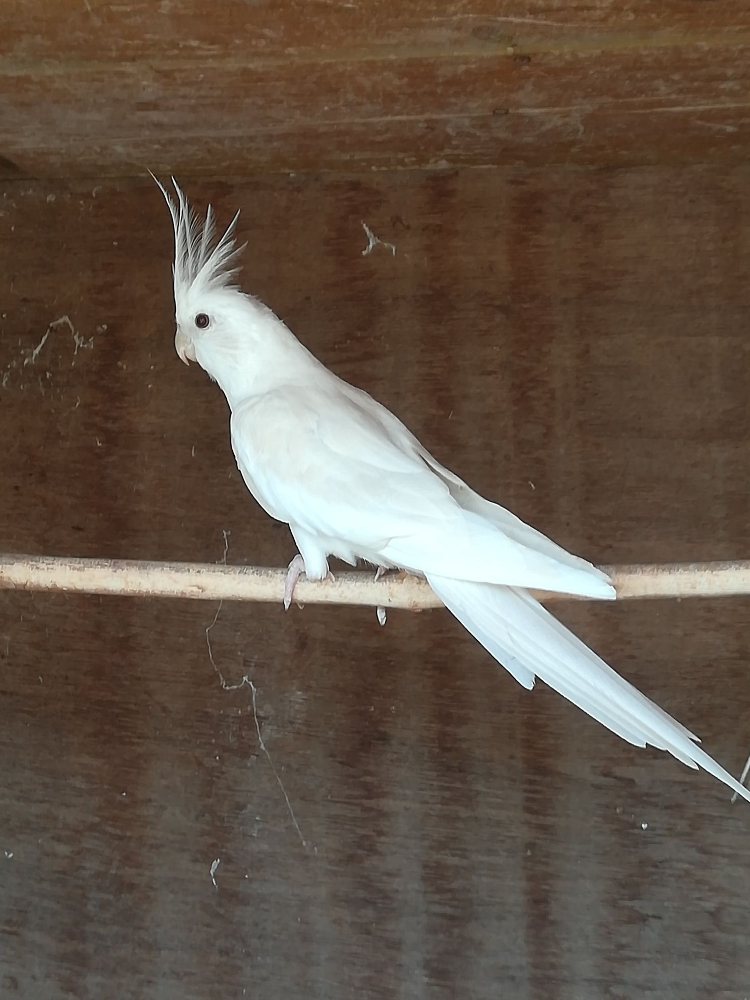 Caturra macho albino