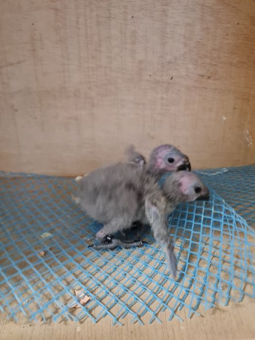 Loris molucano bebé