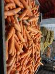 Marchew Ziemniaki buraki paszowe od  50gr kg