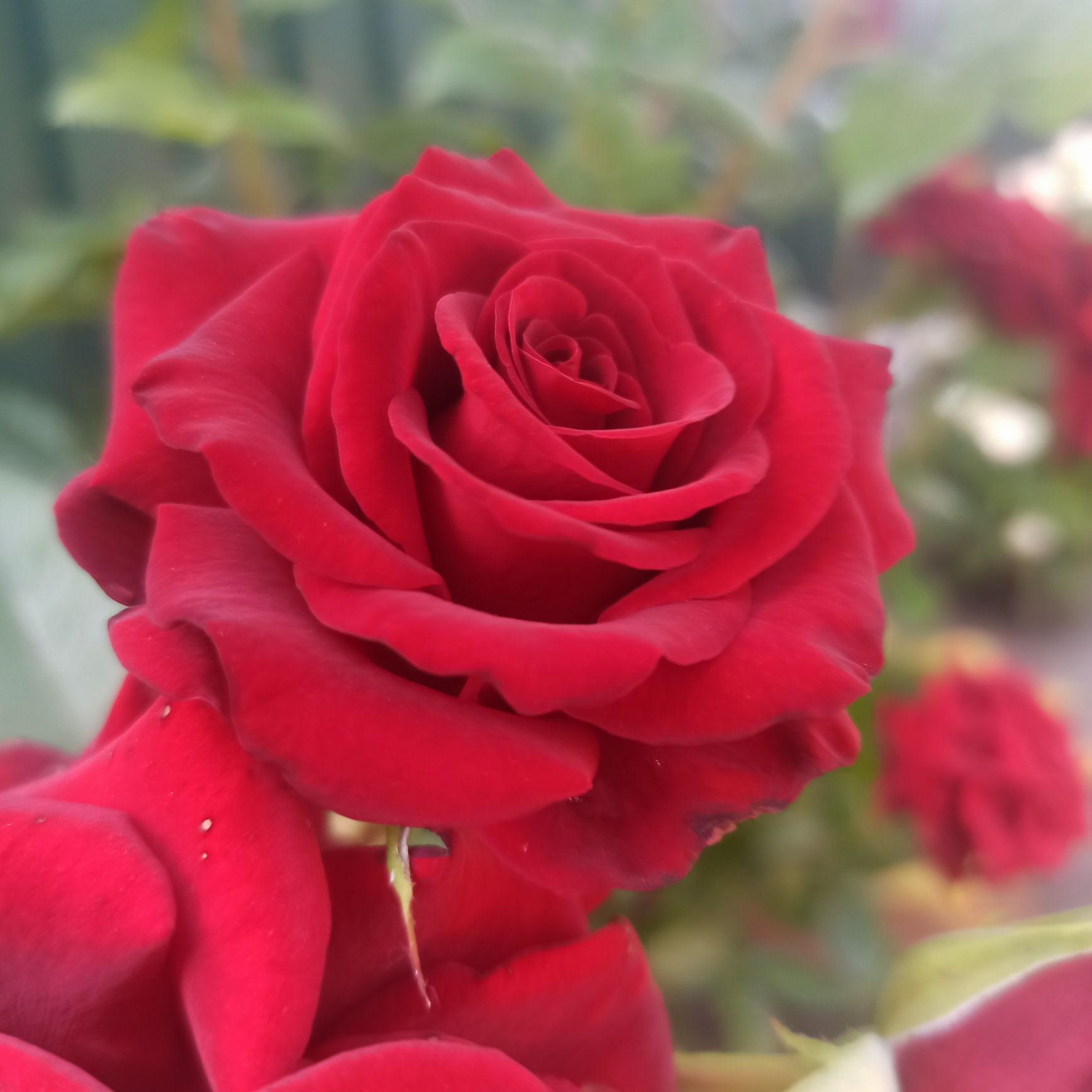 Добриво PLANTAFOL Elite для троянд та квітучих рослин (100гр)