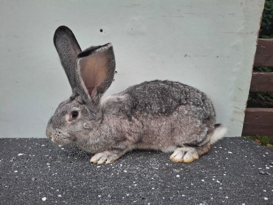 Kroliki samice Belgijskie
