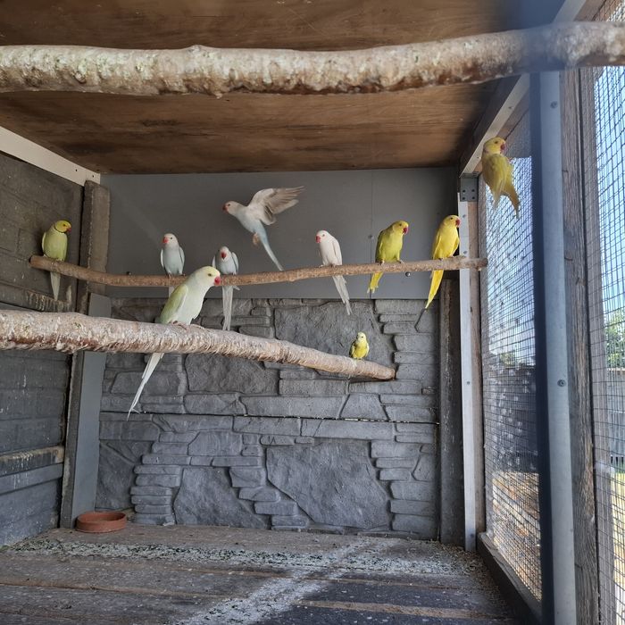 Sprzedam aleksandretty obrożne