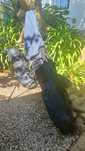 Vendo conjunto de golf de adulto