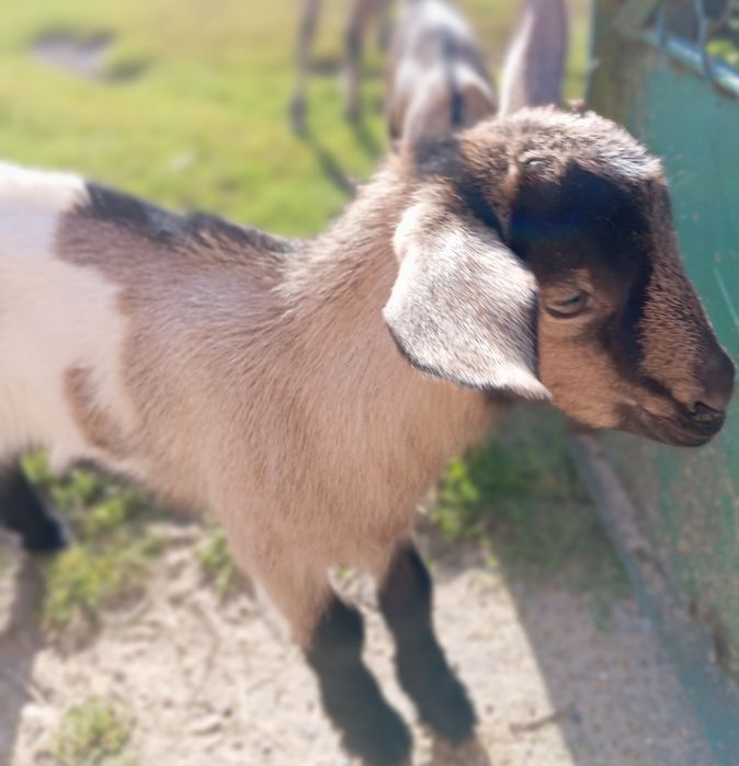 Młoda parka.Kozka i koziołek