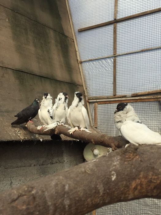 Шмальканденские голуби(шмакадены)
