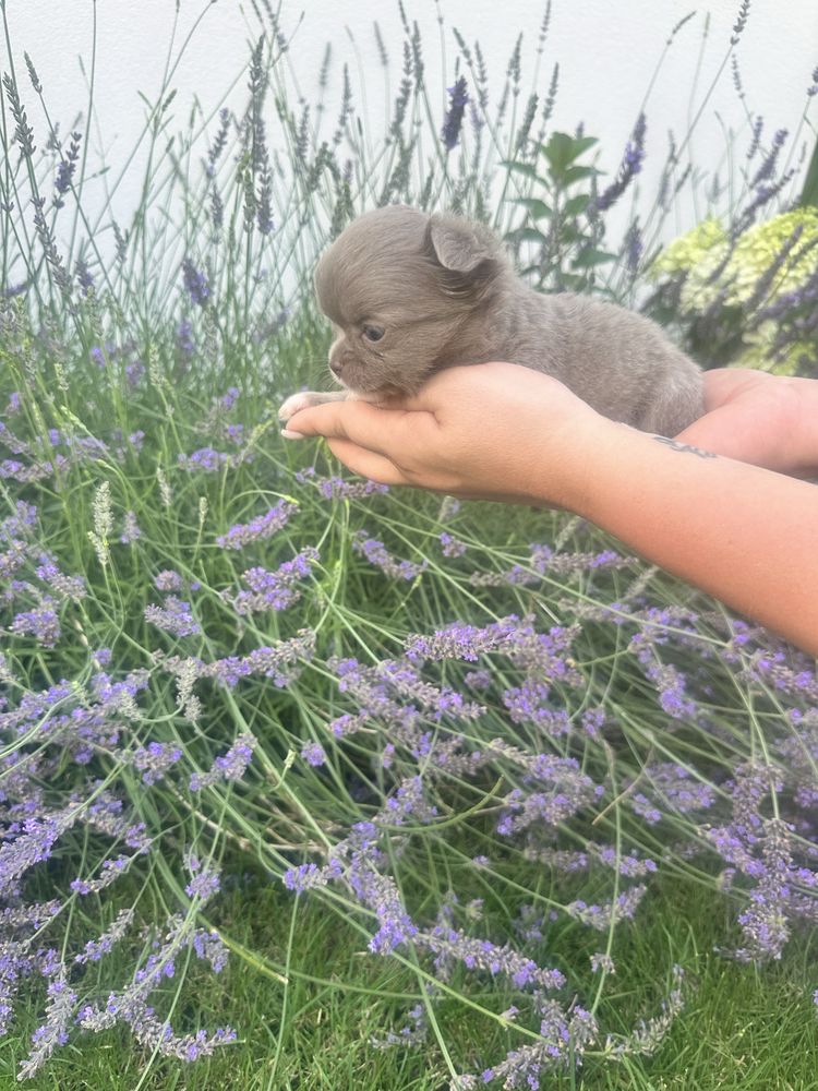 ***laleczka mini sunia chihuahua***