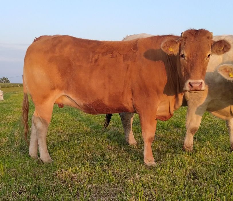 Jałówki LIMOUSIN   - Cielne