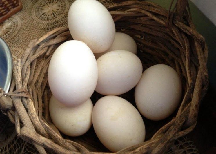 Інкубаційне яйце качок Стар53 голубий фаворіт