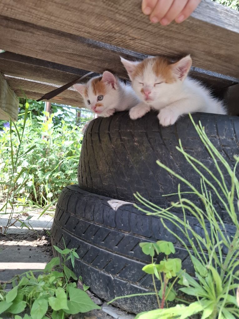 Кошенята, в добрі руки