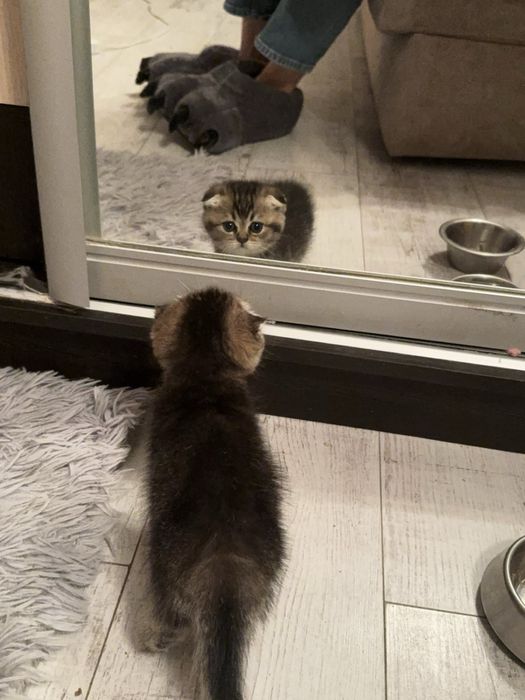 Шотландська золота шиншила кошенята