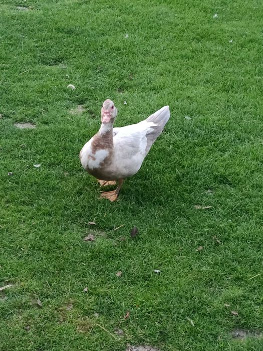 Sprzedam kaczki i kaczory