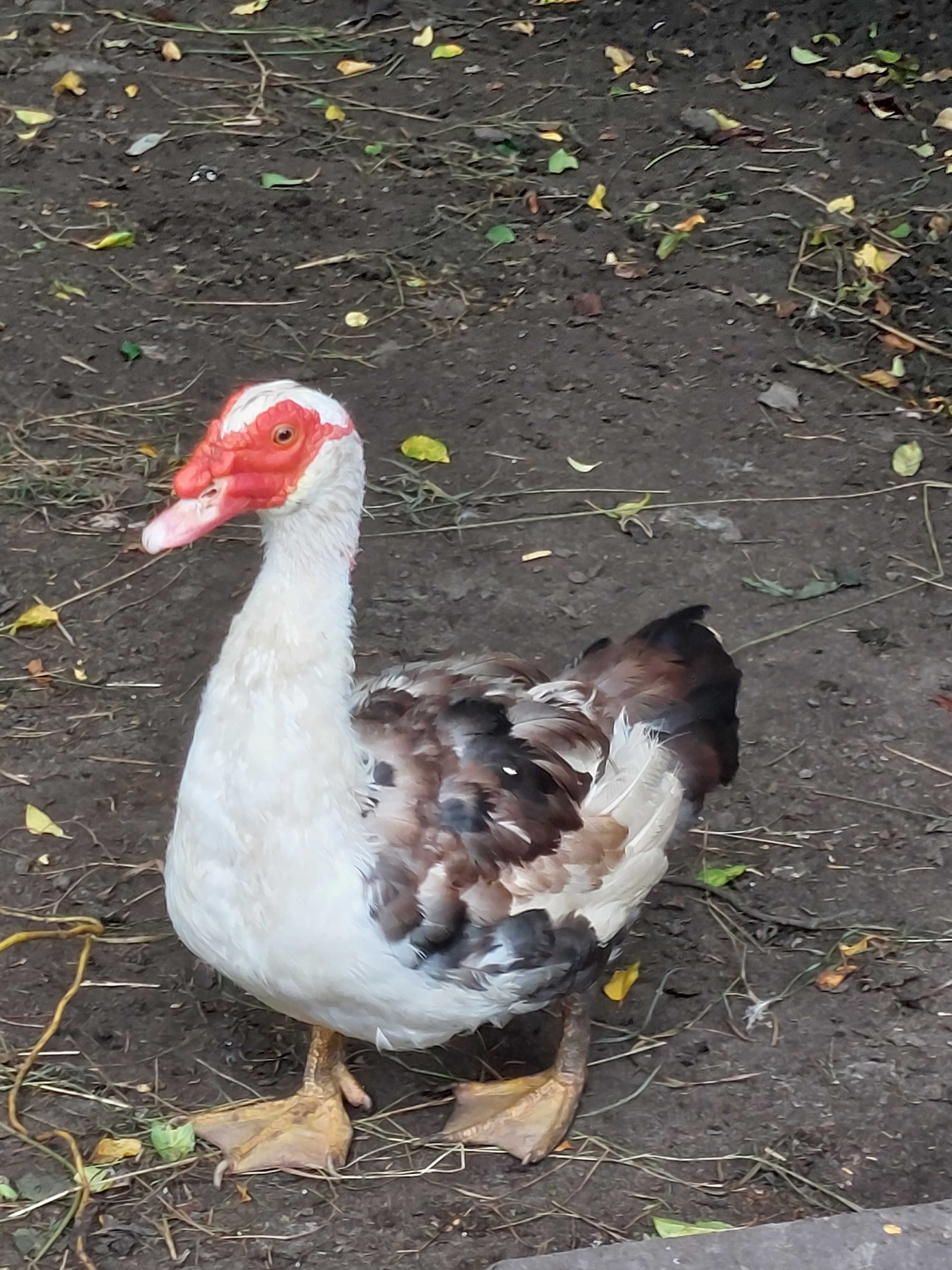 Sprzedam kaczora, kaczor duży, brązowo biały