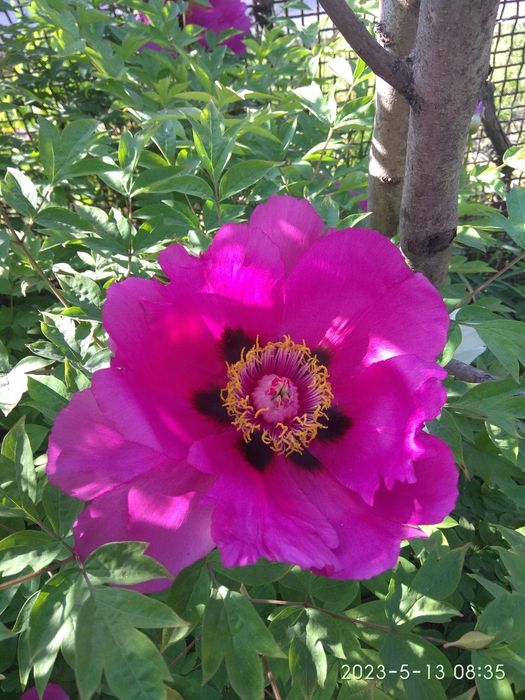 Продам саженцы древовидного пиона