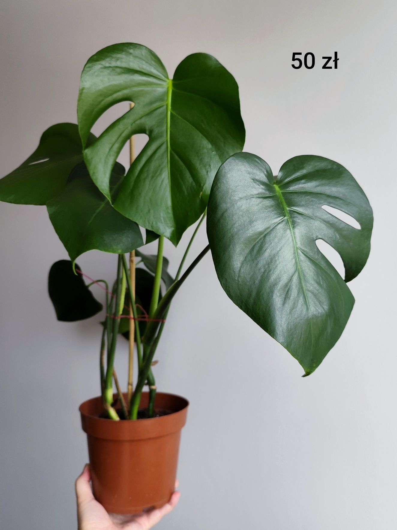 Koleus, filodendron, scindapsus, epipremnum i inne rośliny