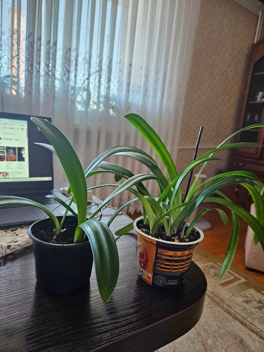 Sprzedam młode cebulki amarylisów w doniczkach.