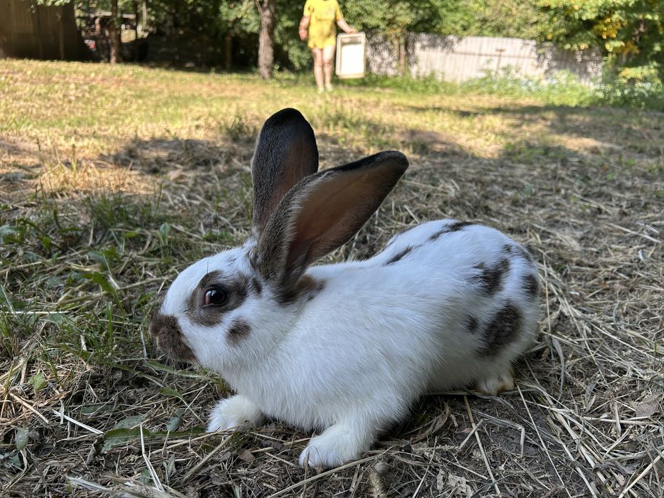 Кролики породисті