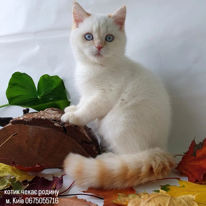 Киев. Британцы котята с зелеными, голубыми глазами в Киеве. Есть выбор