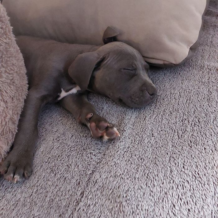 American staffordshire terier Amstaff Blue