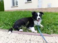 Piesek border collie ZKwP samczyk