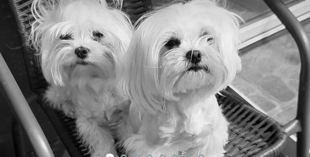 Maltańczyk reproduktor krycie