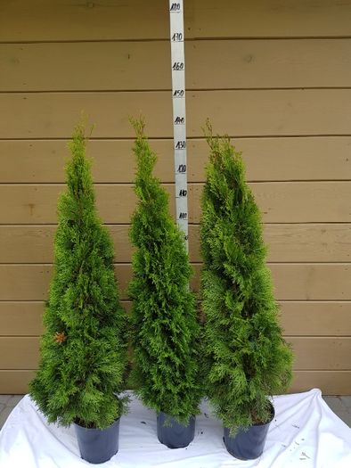 thuja tuja smaragd szmaragd 140 cm grunt