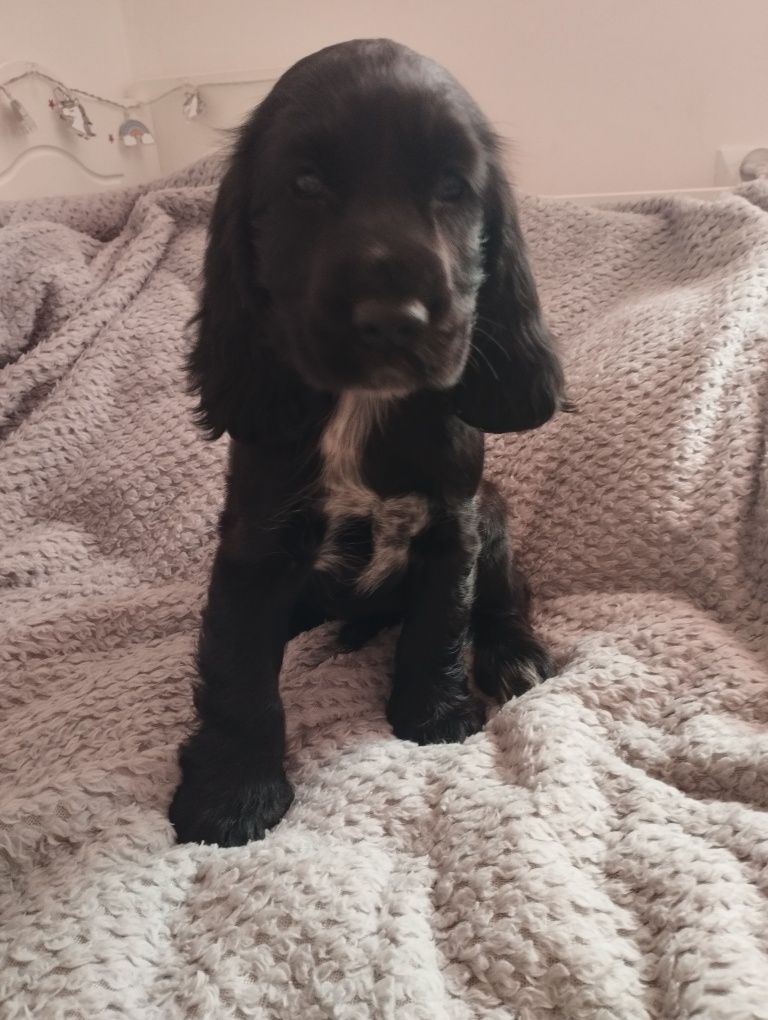 Cocker Spaniel Angielski czarna suczka