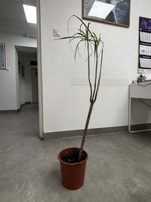 Dracena kwiat dobiczkowy