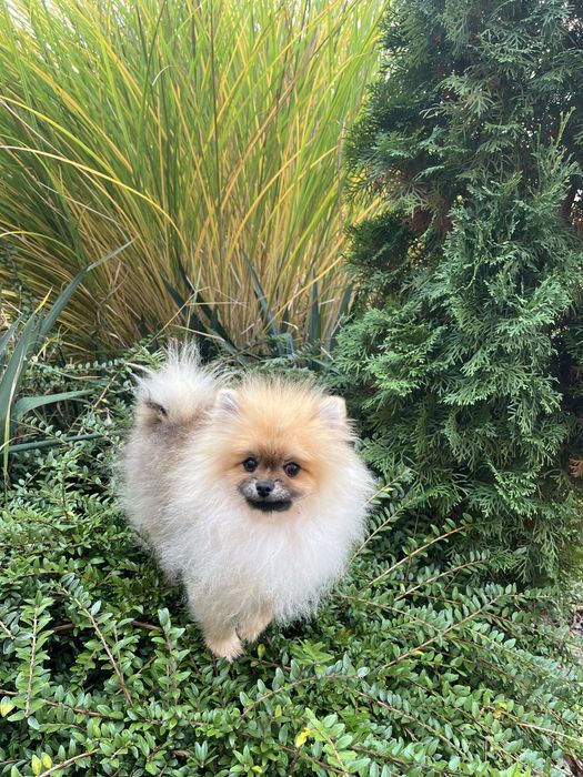 Хлопчик шпіц міні з документами