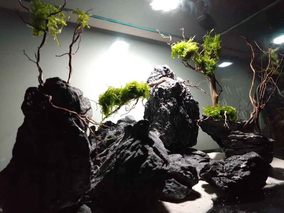 Drzewko bonsai do akwarium