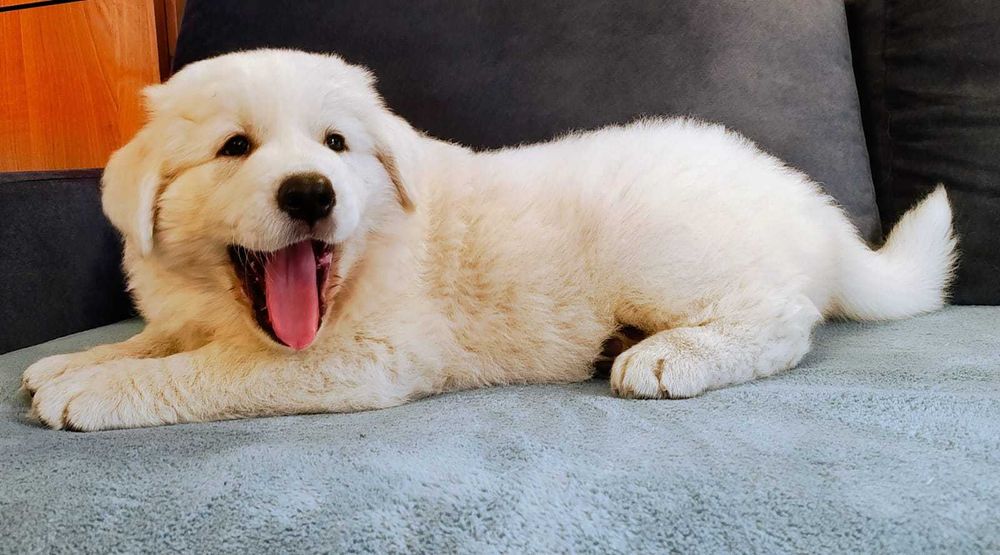 Owczarek Podhalański